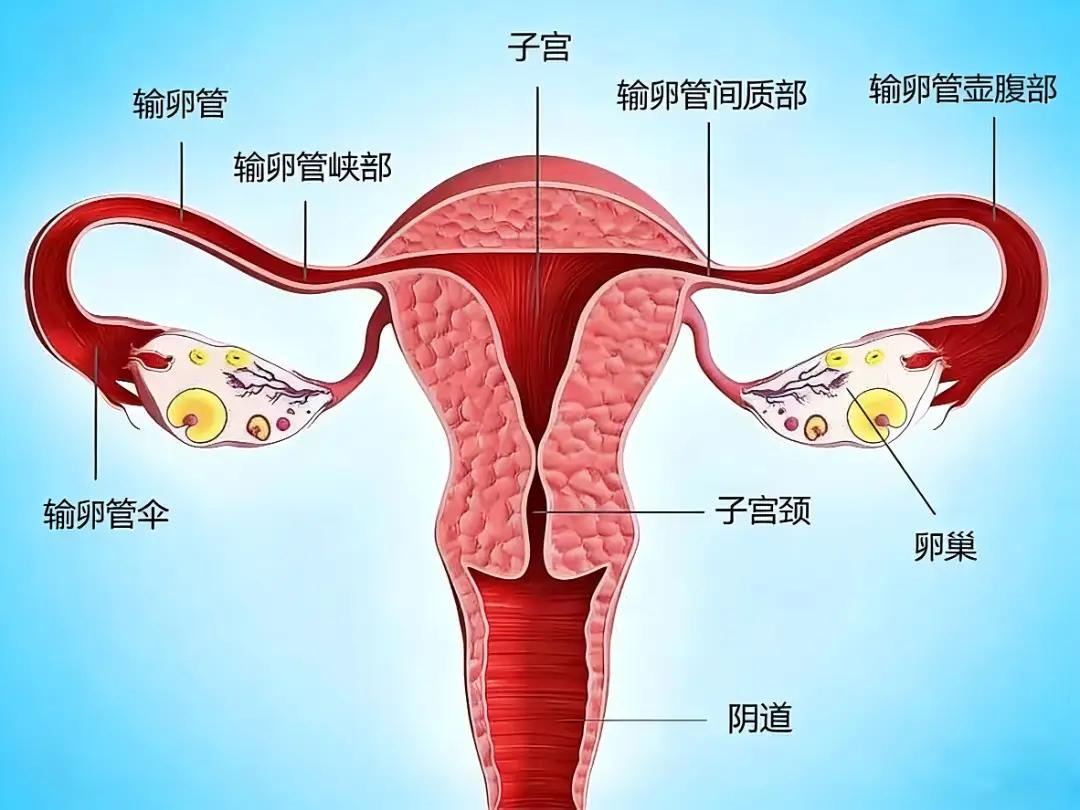 “生命通道”堵住了怎么办？带你科学认识输卵管堵塞的疏通之路